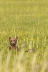 brown bear in grass