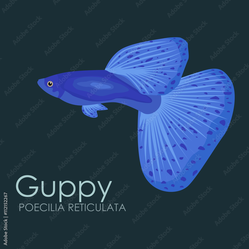 Poster Aquarium fish Guppy, vector illustration isolated on dark background.