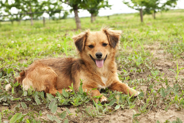 cuddly cute dog on the grass