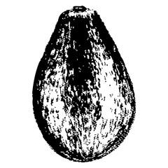 Avocado illustration isolated on white background, Hand drawn vector engraved sketch, Vintage tropical fruit 