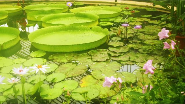 Panning view of the waterlily pond in Kew gardens, West London