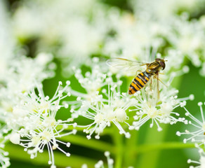 Kletterhortensie mit Schwebfliege