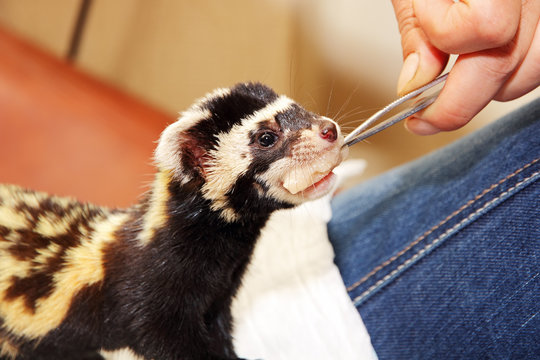 Human hand with tweezers feeds Marbled polecat (Vormela peregusn