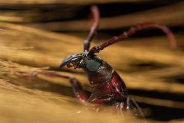 beetle woodcutter
