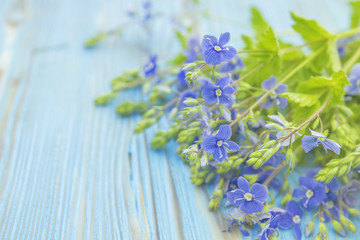 Bunch of wild forest tiny blue flowers on colorful wooden background. Veronica (Germander, Speedwell) flowers