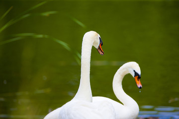 Two Swans