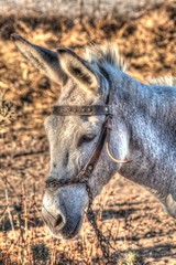 Grey donkey in field