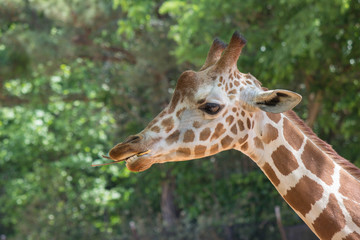 Giraffe
