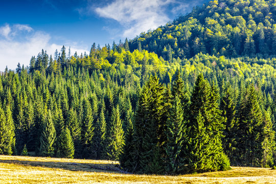 coniferous forest on a mountain hillside