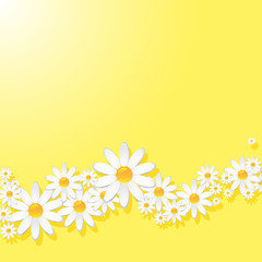 Chamomile background