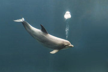 Grand dauphin soufflant des bulles