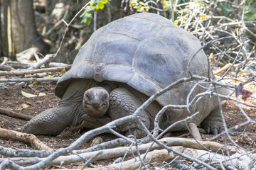 Aldabra giant tortoise in the forest