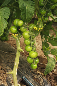 tomatoes ripening on the branch