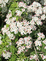 Weißdorn, Crataegus