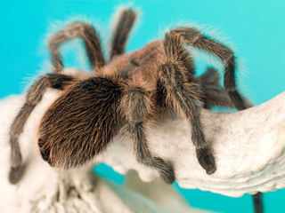 close-up of a tarantula on a dead animal bone.