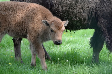 Bisonnachwuchs, hübsches Bisonkalb bei seiner Mutter
