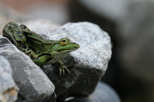 รูปภาพFroschschenkel – เลือกดูภาพถ่ายสต็อก เวกเตอร์ และวิดีโอ276 ...