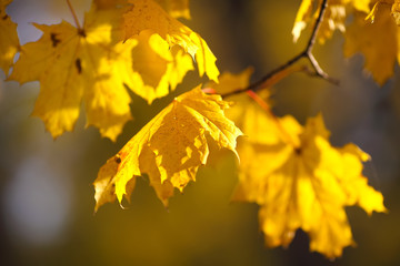 Autumnal maple leaves