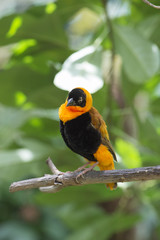orange bishop