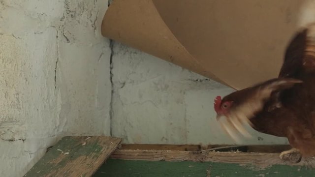 Video of a chicken sitting in a box on eggs. Feathers worn out from farm life. Closeup of wooden box and dry hay grass nest.