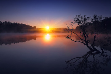 Lonely tree growing in a pond at sunrise