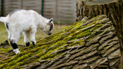 Adorable baby goat jumping around on a pasture
