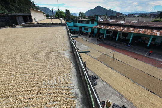 TINGO MARIA, PERU - JUNE 22: The drying of coffee beans in courtyard of Naranjillo cooperative in Tingo Maria, Peru 2011