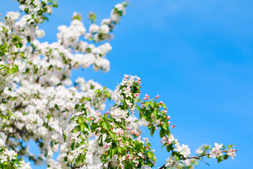 Obraz premium Branch with white blooming apple flowers