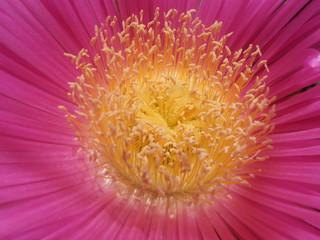 Carpobrotus edulis