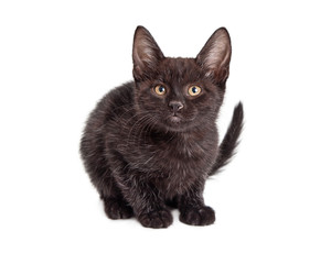 Attentive black kitten on white