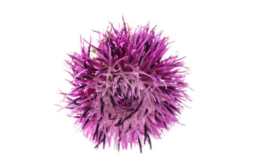 thistles flower isolated