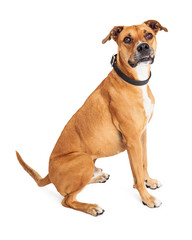 Attentive Boxer Crossbreed Dog Sitting Over White