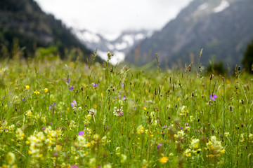 Alpenwiese vor Bergpanorama