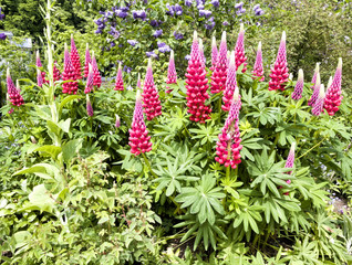 Red lupines in colourful lush summer English garden