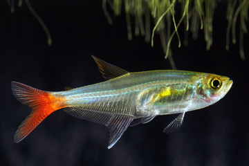 Glass bloodfin tetra