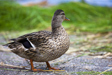 Female Mallard
