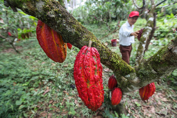 TINGO MARIA, PERU - JUNE 22: A view of the cocoa growers from Naranjillo cooperative in rainforest...