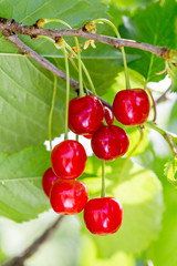 Sour cherries growing on the sour cherry tree