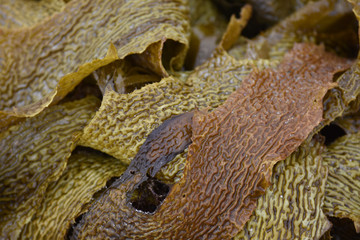 Detail of fronds of brown kelp rotting on beach.