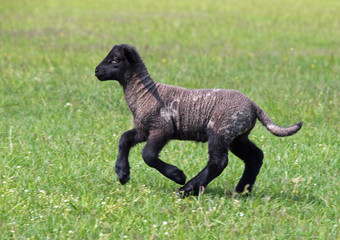 The suffolk lamb runs on a green meadow