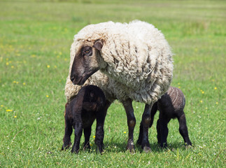 Fototapeta premium Suffolk sheep with two lambs on meadow