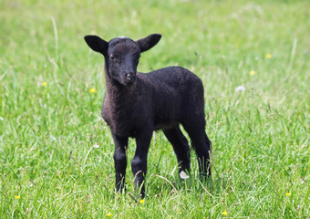 Little black suffolk sheep on a pasture 