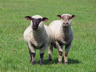 Two young sheep on a green meadow