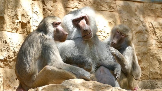 Baboons - Alpha male footage