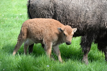 mother`s best, cute buffalo calf on mother`s side