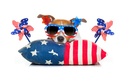 4th of july independence day dog