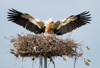 Two storks on nest closeup