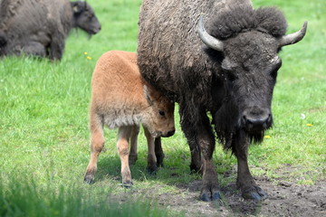 Naklejka na ściany i meble safety with mum, buffalo calf with is mother