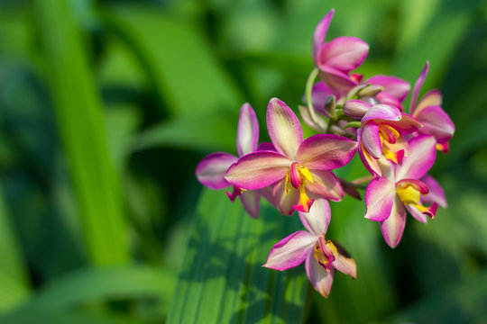 Spathoglottis flower closeup with blurred background