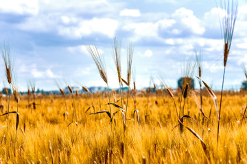 ears in a field of green wheat